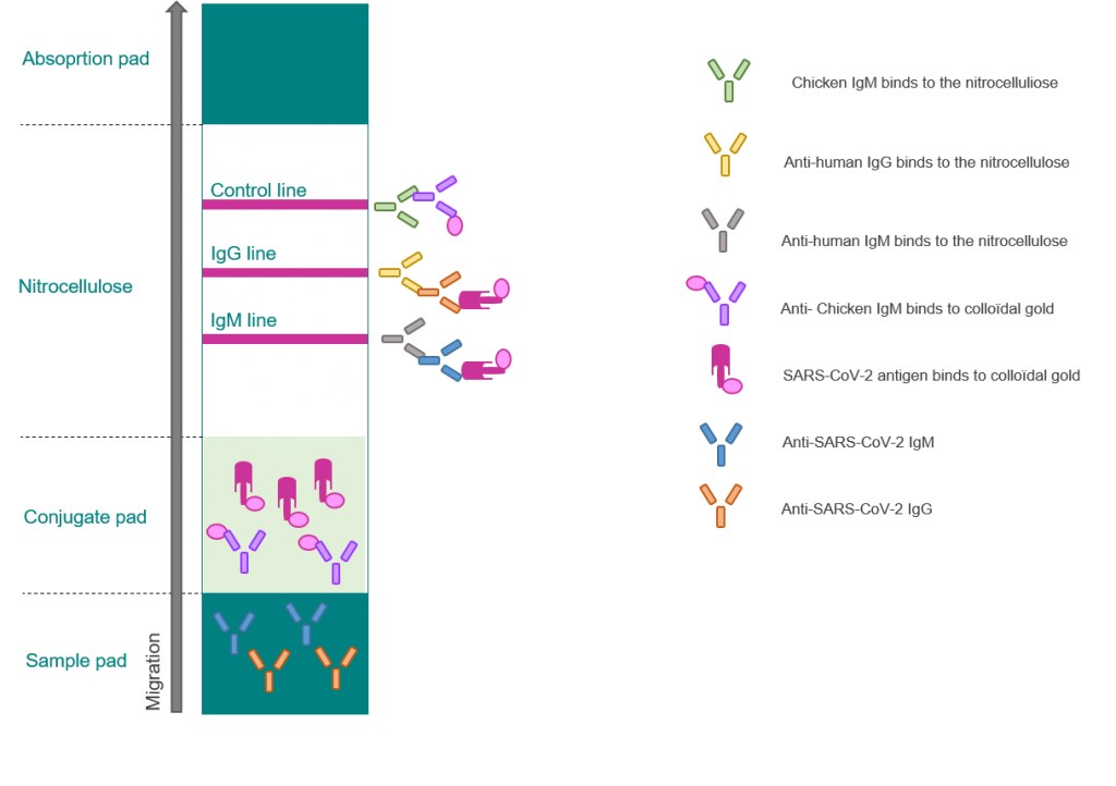 covid19, labosalem, laboratoires salem diagnostics, corona, coronavirus, covid19