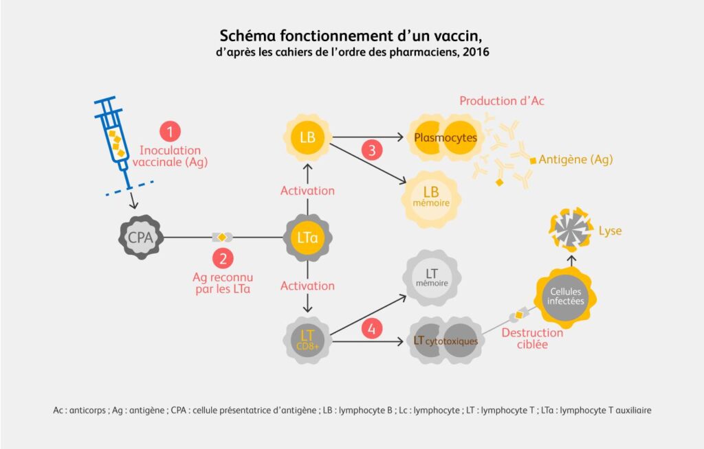 vaccination, inoculation, vaccins, labosalem