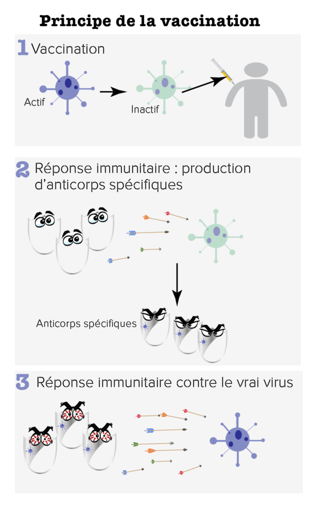 inoculer, vacciner, vaccination, labosalem