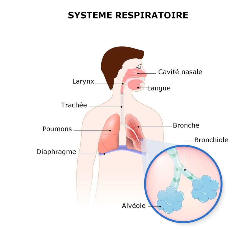 système respiratoire, labosalem