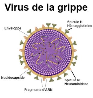 virus, virologie, grippe, maladie respiratoire, labosalem